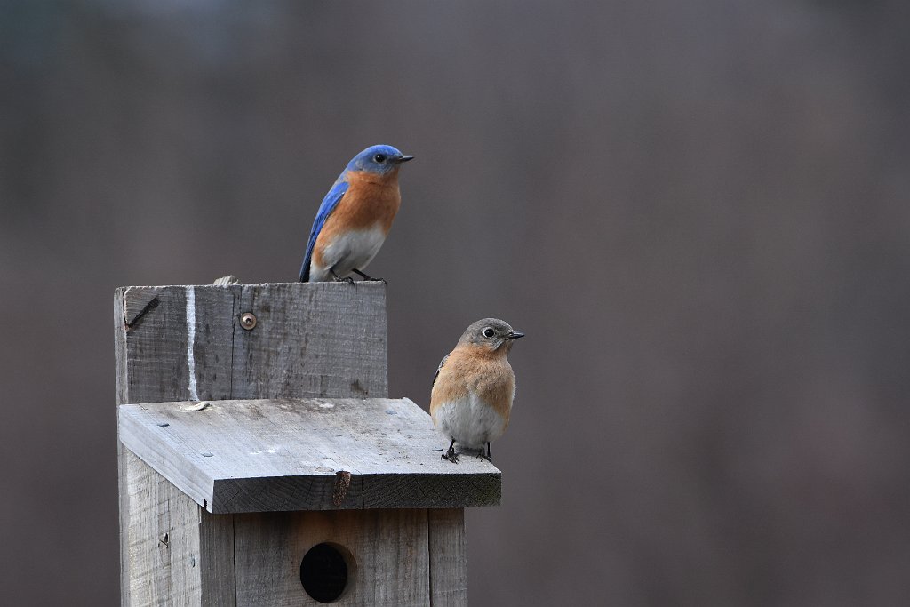 Bluebird, Eastern, 2018-04089557 Westborough, MA.JPG - Eastern Bluebird. CMRCM Air Field, Westborough, MA, 4-8-2018